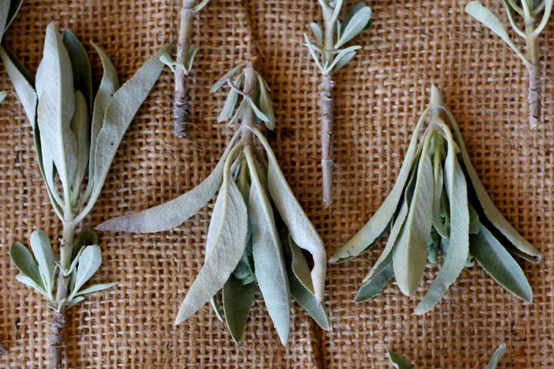 Why Native Americans Love Sage and Use It As Herbal Medicine