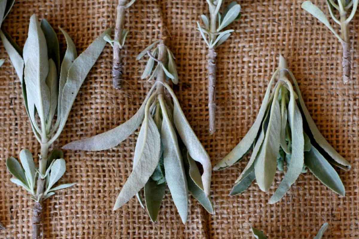Why Native Americans Love Sage and Use It As Herbal Medicine