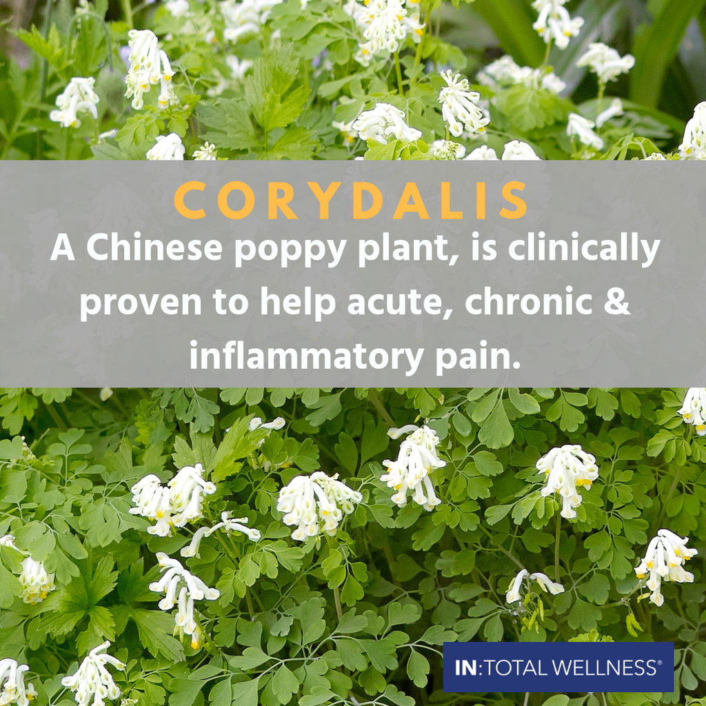 The Other Poppy: Corydalis