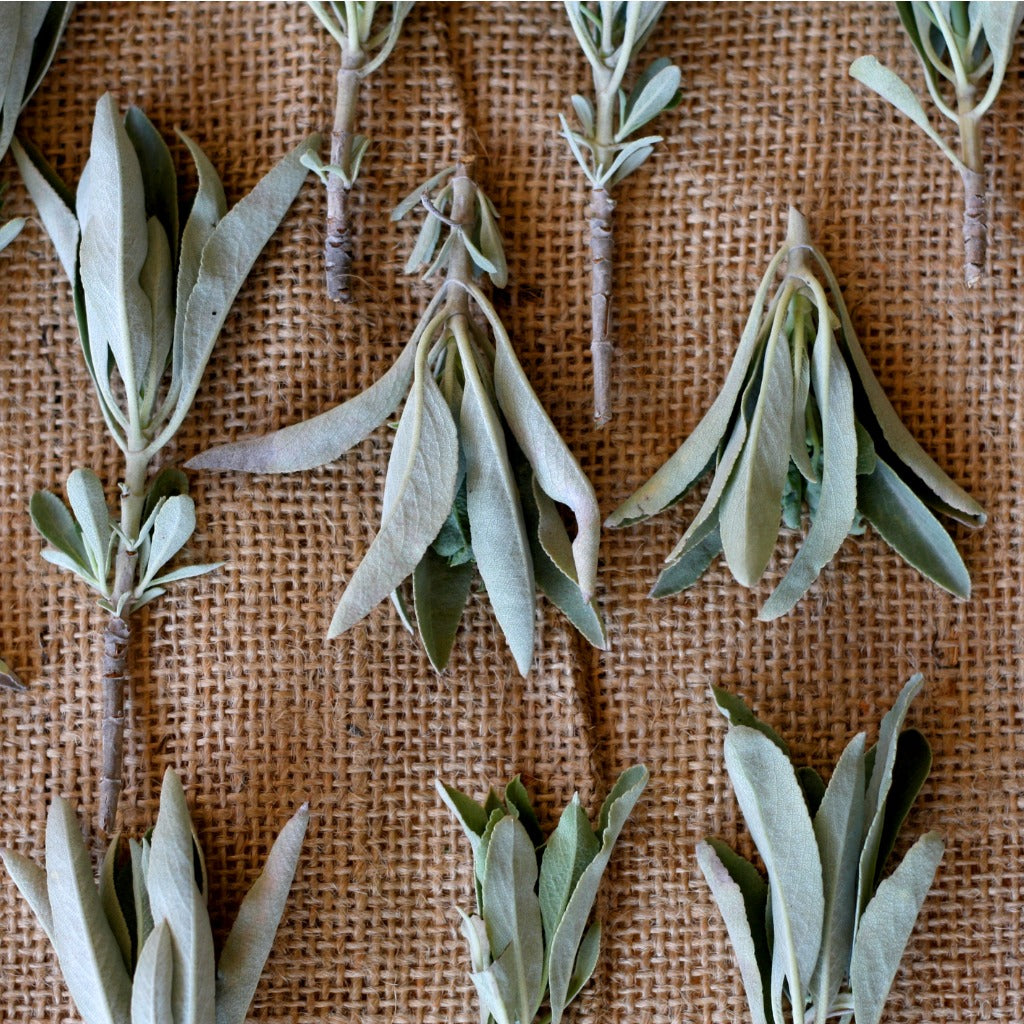 Why Native Americans Love Sage and Use It As Herbal Medicine