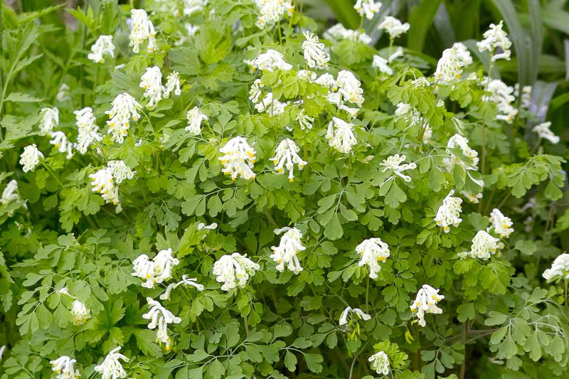 Corydalis