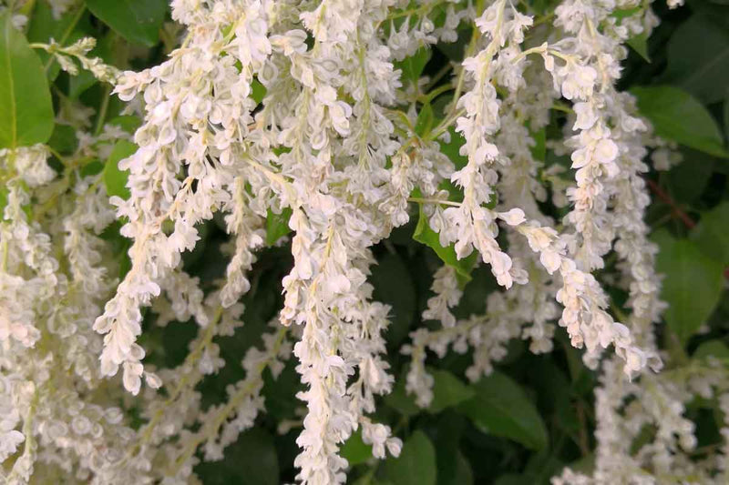 fleeceflower vine 