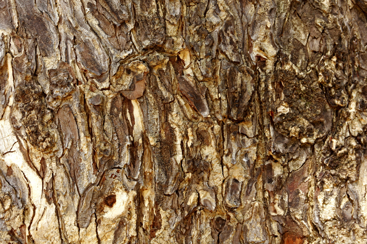 mimosa tree bark 