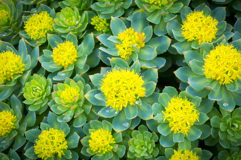 Rhodiola-Rosea